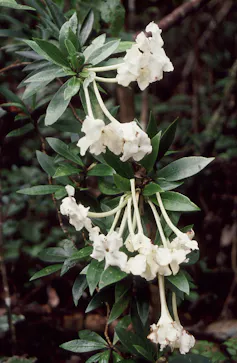 Leaves and white flowers