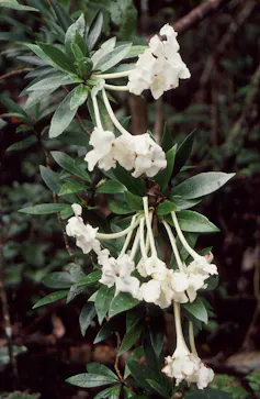Leaves and white flowers