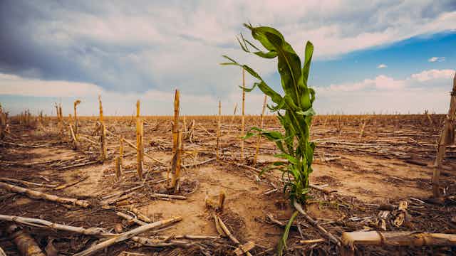 A green stalk of corn is surrounded by dead stalks in a dry field.