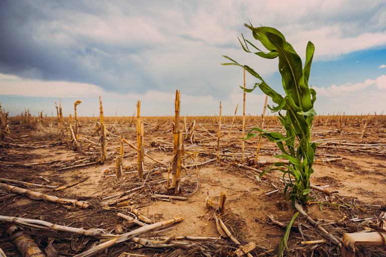 A green stalk of corn is surrounded by dead stalks in a dry field.