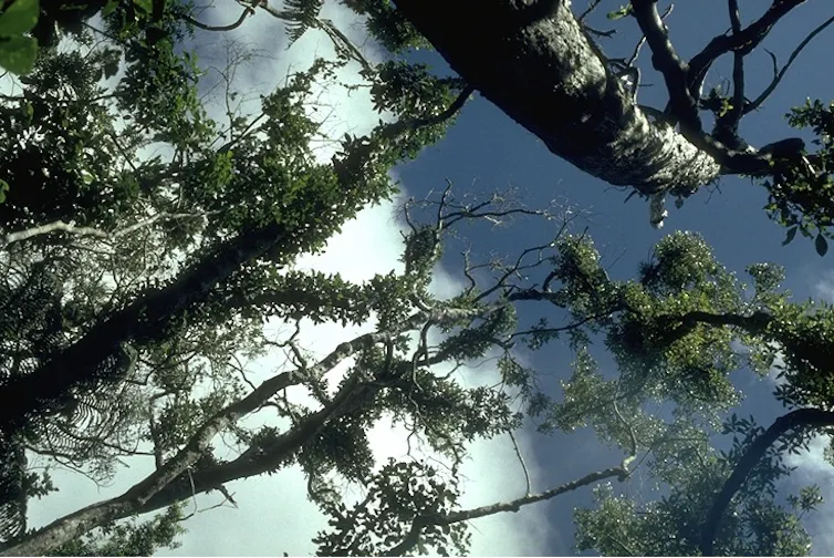 Trees viewed from below