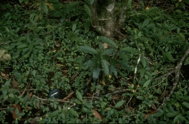 Seedlings on forest floor