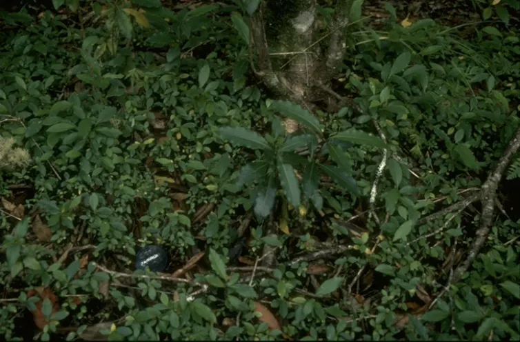 Seedlings on forest floor