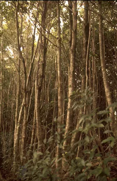 Tall thin trees
