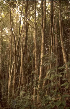 Tall thin trees