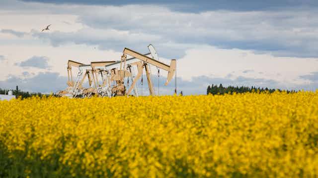 A field of yellow flowers in the foreground with five pumpjacks operating 