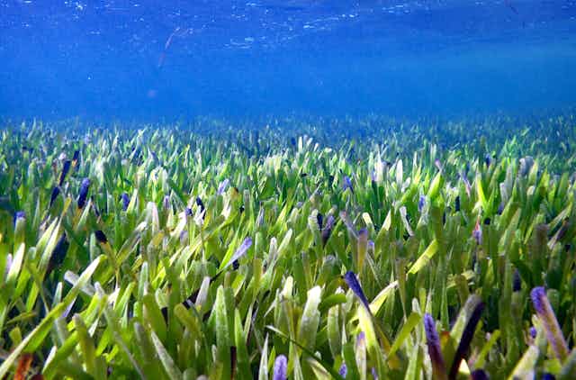 Underwater photograph showing a meadow of green seagrass stretching into the distant beneath blue water.