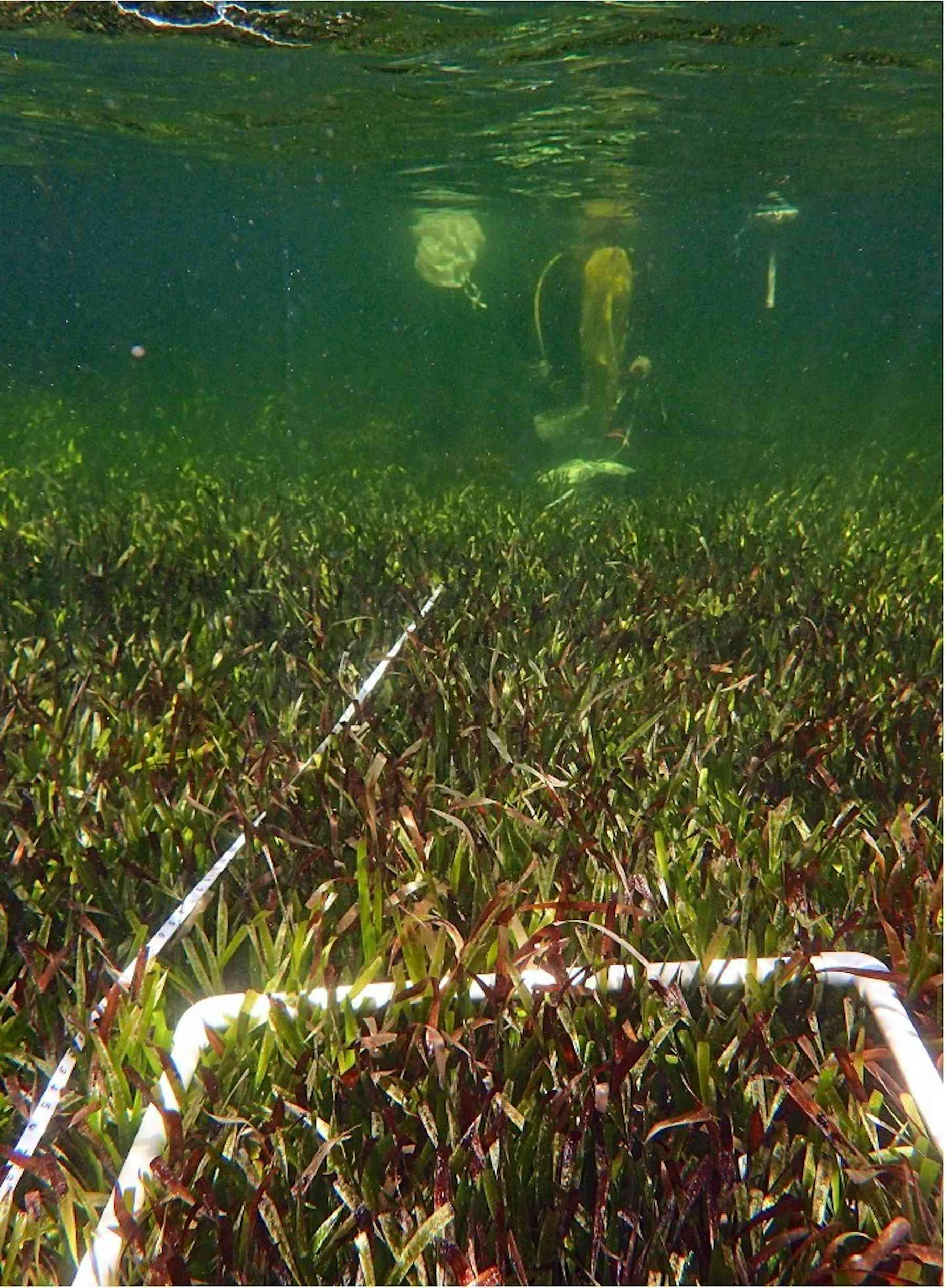 Meet the world’s largest plant: a single seagrass clone stretching 180