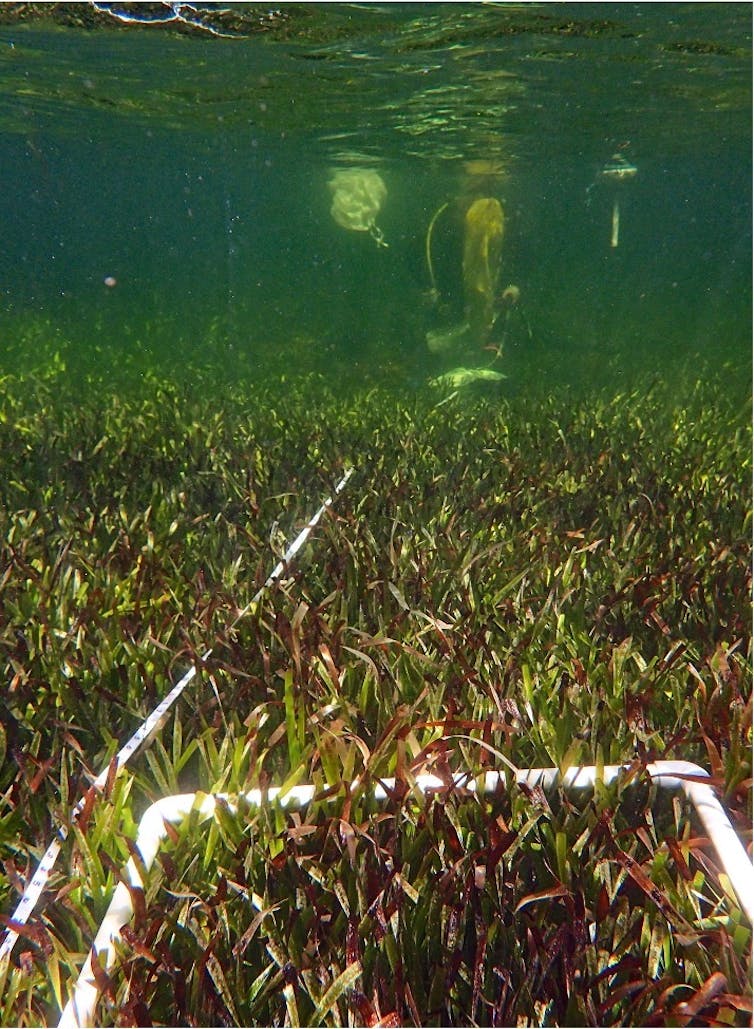 Underwater photo showing scuba diver and some equipment with seagrass.