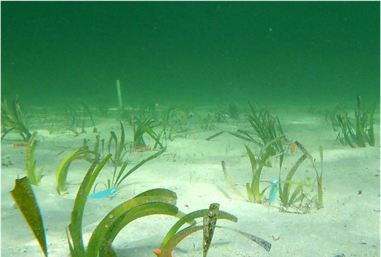Underwater photo shows labelled seagrass plants on the seabed.