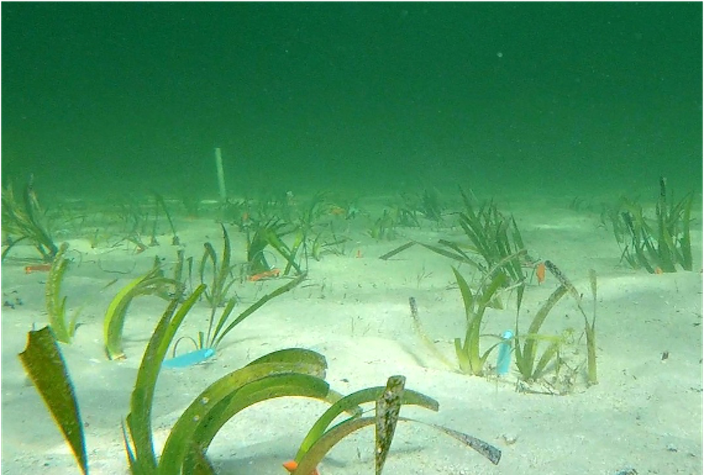 Meet the world's largest plant: a single seagrass clone stretching 180 km in Western Australia's Shark Bay
