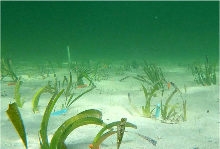 La photo sous-marine montre des plantes d'herbes marines étiquetées sur le fond marin.