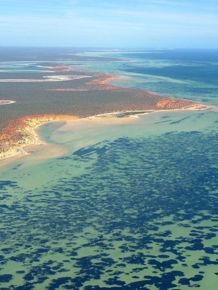 Photographie aérienne montrant le littoral et les eaux peu profondes remplies d'herbiers sombres.