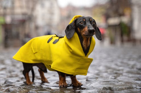 Is my dog too cold? How cold is too cold for a walk? Here's how to tell