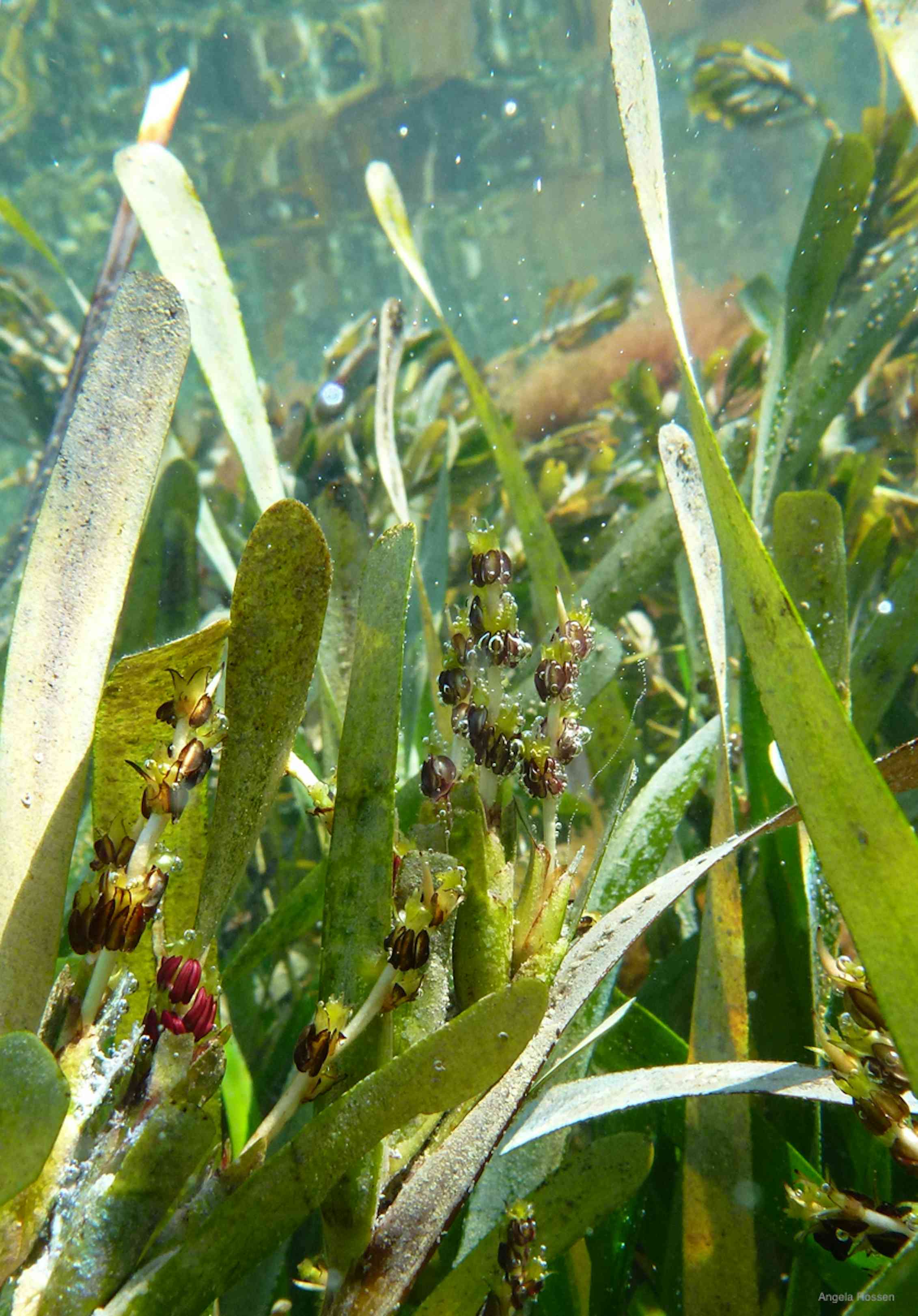 Meet the world’s largest plant: a single seagrass clone stretching 180