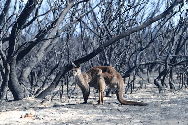 Kangaroo in burnt forest