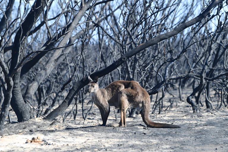 Kangaroo in burnt forest