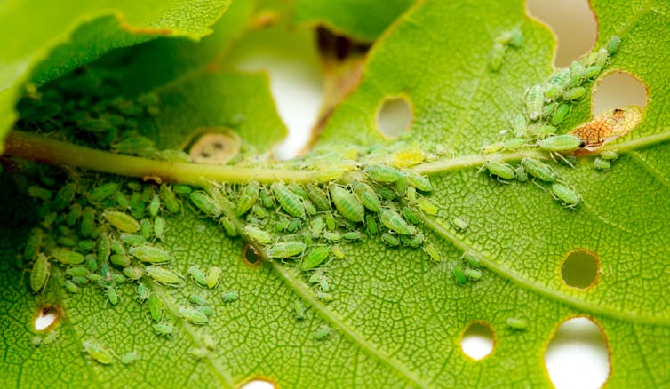 Dozens of tiny green aphids are seen sitting on a holey leaf.
