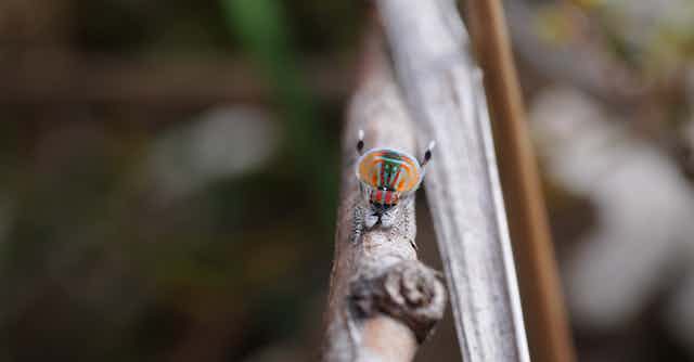 Colourful spider sits on a branch