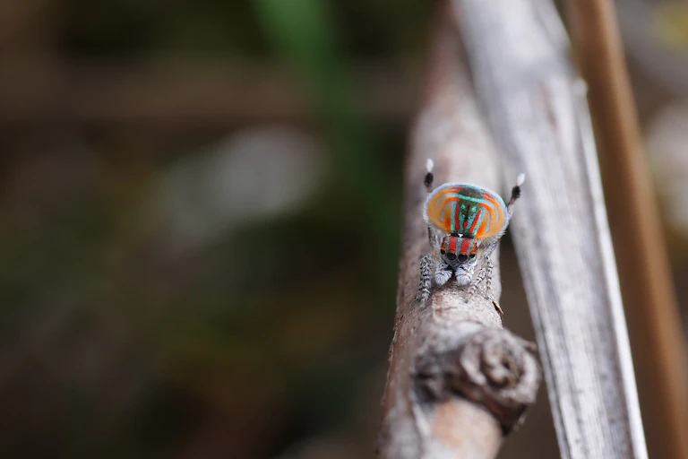 Colourful spider sits on a branch