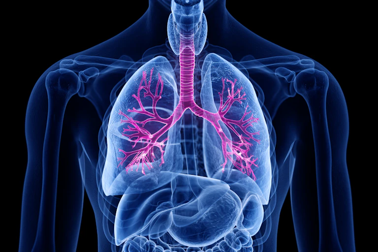 Illustration of lung airways showing airways in pink and organs in blue against a black background