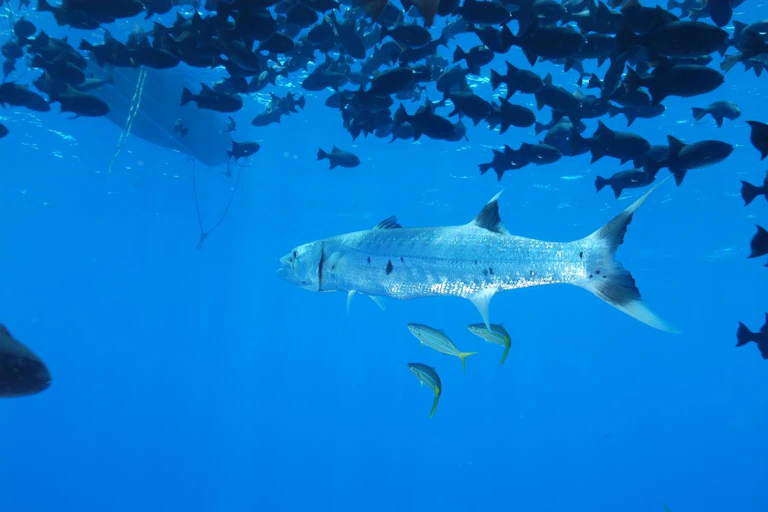 Barracuda nageant dans un banc de poisson plus petit. Un bateau de pêche avec un filet est visible à la surface.