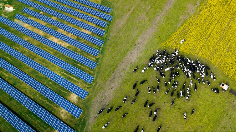 Solar and cows on farm