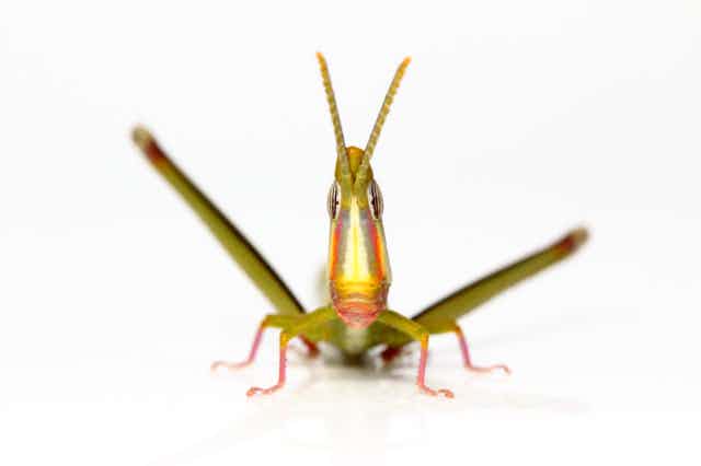 A front-on photography of a Warramaba virgo grasshopper against a white background.