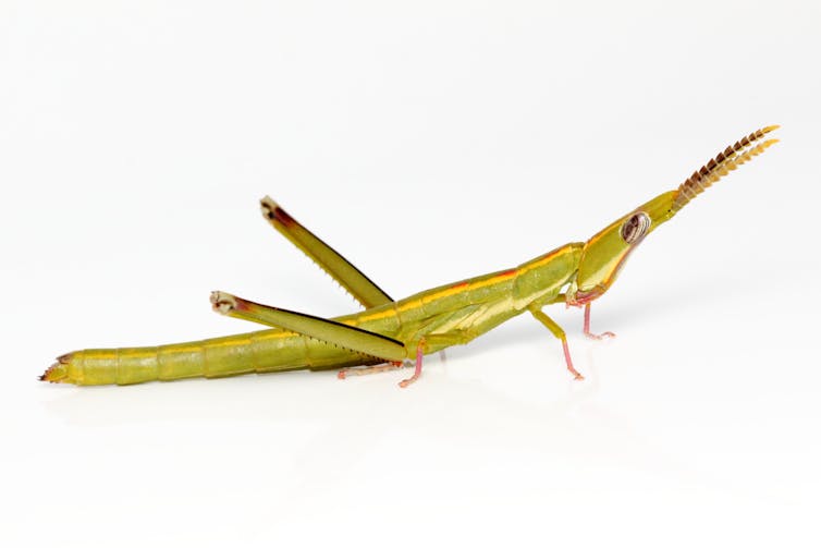 A full-body photo of a Warramaba virgo grasshopper against a white background.