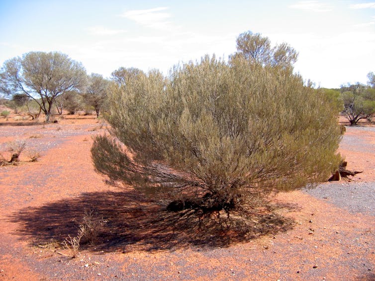 A photograph showing a low bushy green tree in a landscape of red dirt