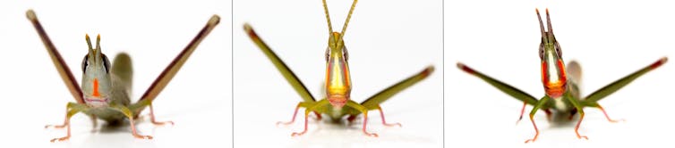 A triptych of three face-on photographs of different grasshoppers.