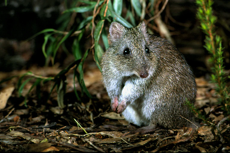 Gilbert's potoroo