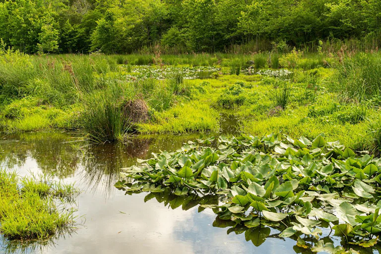 A waterbody with plants growing around it.