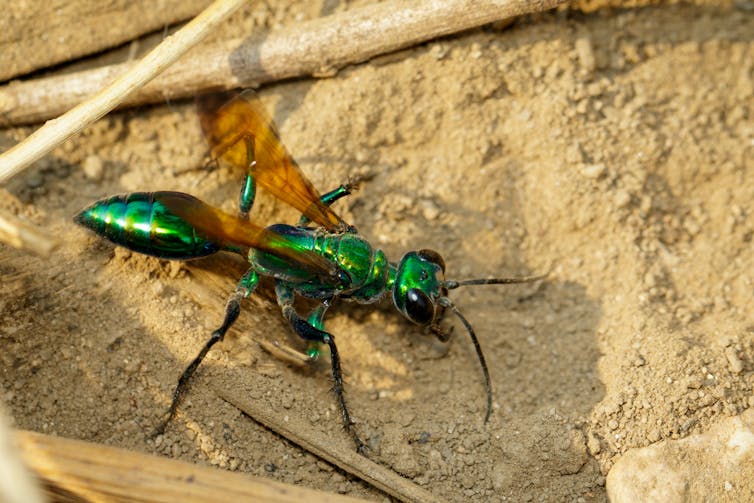 Emerald coloured wasp on sandy ground