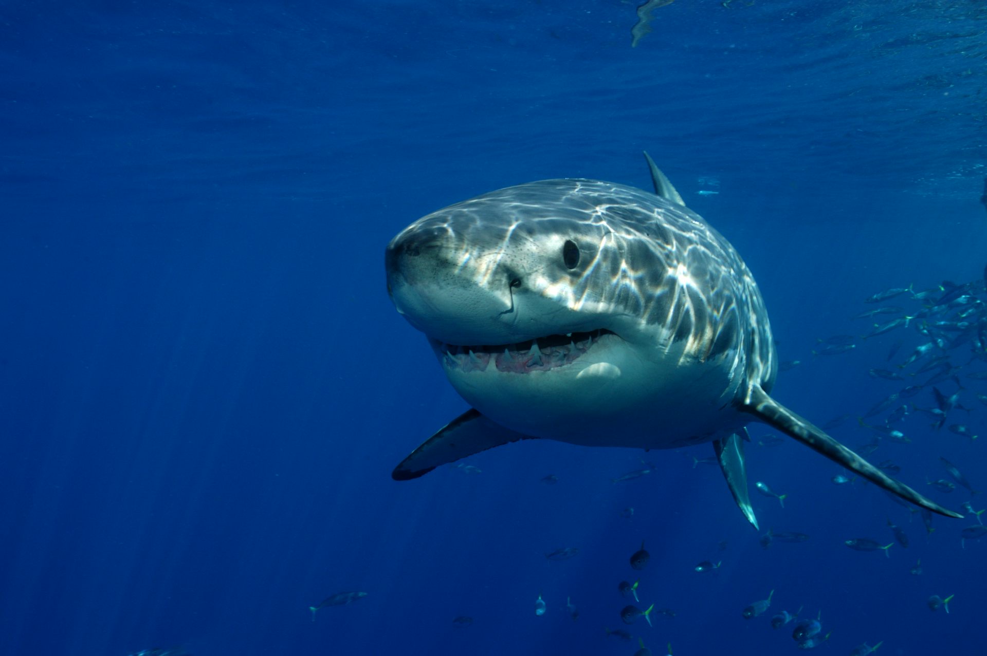 The Great hot White Shark