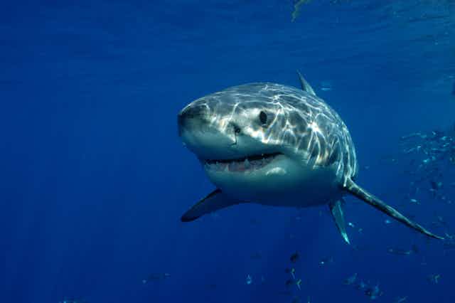 large shark faces camera