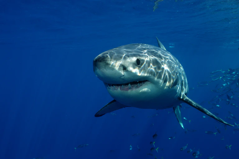 large shark faces camera
