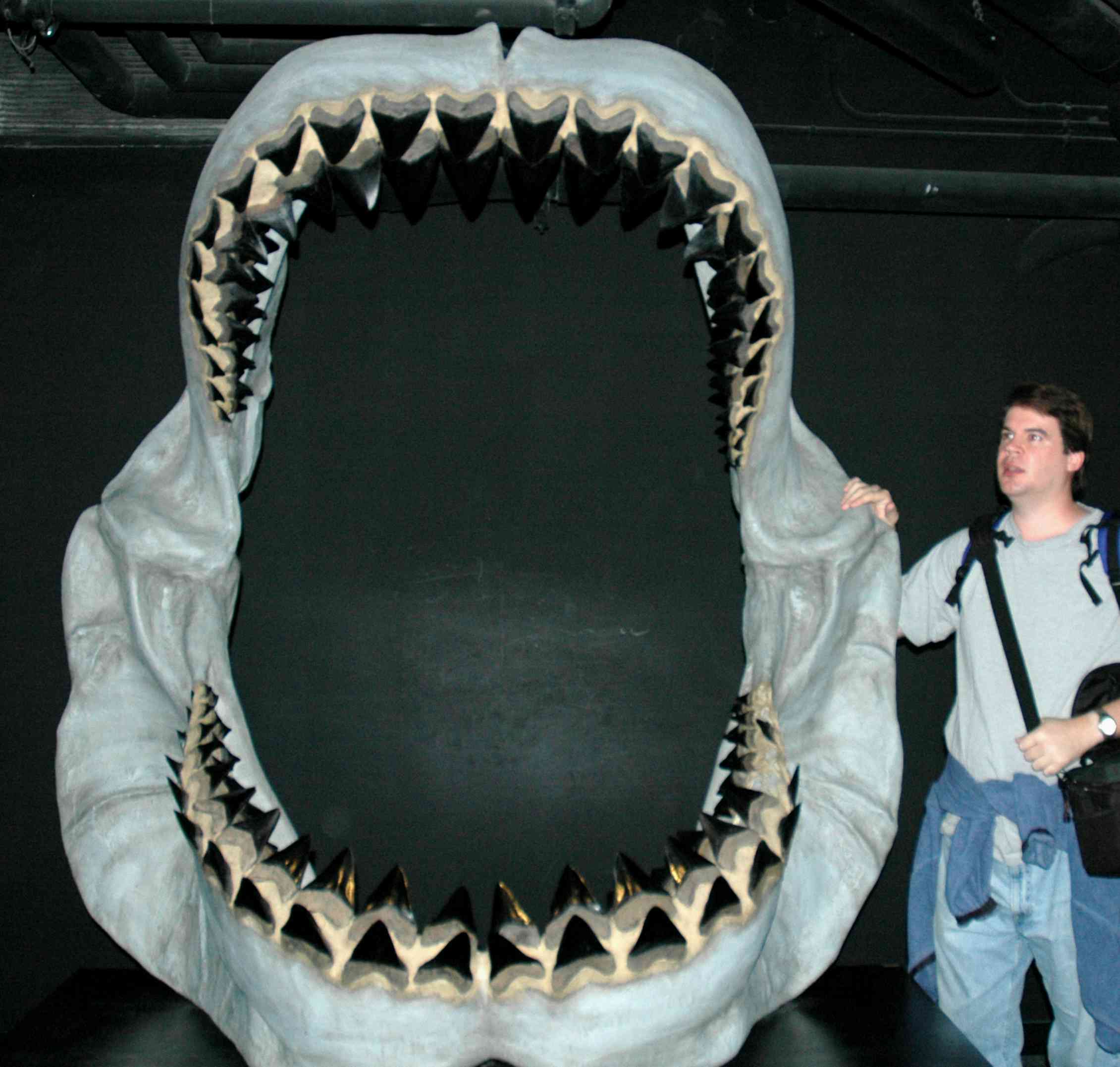 Большие зубы акулы. Кархародон МЕГАЛОДОН зубы. Зуб акулы МЕГАЛОДОН. Акула МЕГАЛОДОН челюсть. Зуб акулы МЕГАЛОДОНА.