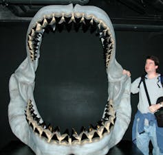 man stands beside large fossilised jaw