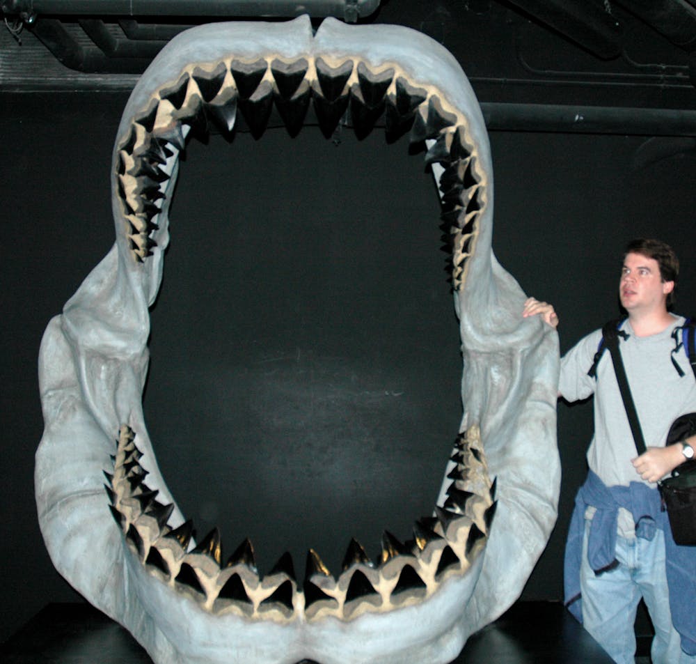 How great white sharks outsmarted the massive megalodon to first rule