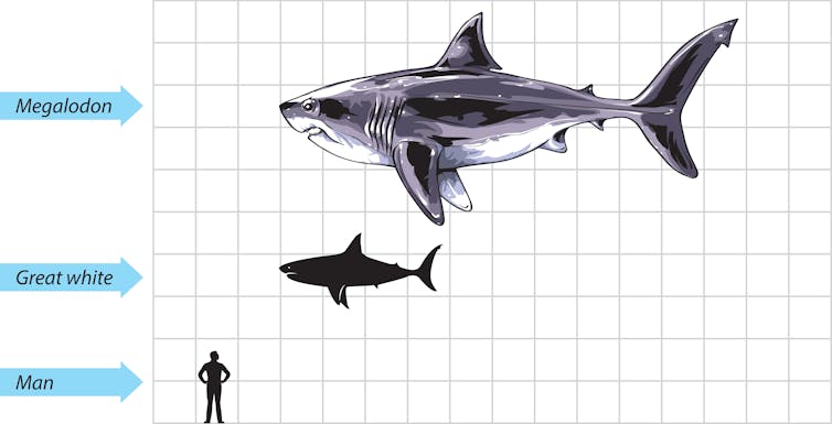 Diagram showing megalodon, great white shark and human to scale