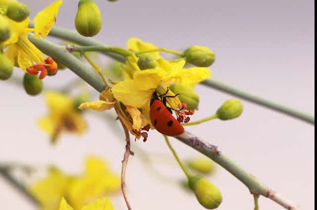 A ladybug collect pollen from a yellow flower