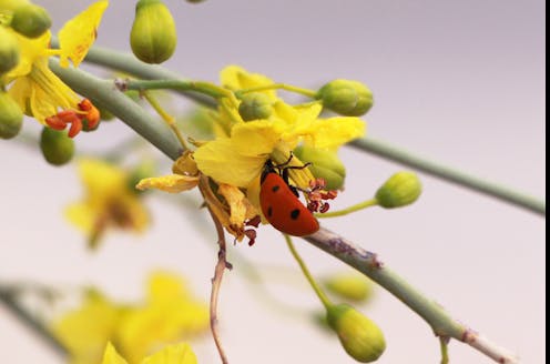 Should we protect nature for its own sake? For its economic value? Because it makes us happy? Yes