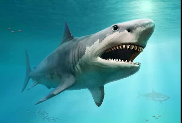 With black eyes and a body of gray and white, a megalodon shark roams a primeval ocean.