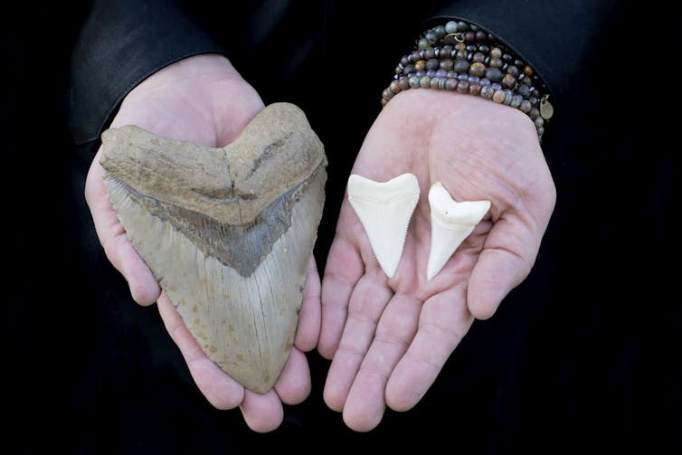 In one hand rests an enormous tooth from a megalodon; in the other hand, two teeth from a great white shark. The megalodon tooth is about six times as large as those of the great white.