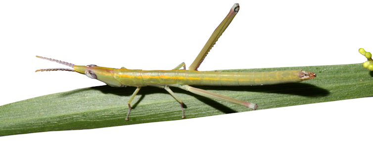 A photograph of a grasshopper sitting on a leaf.