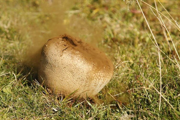 Puffball