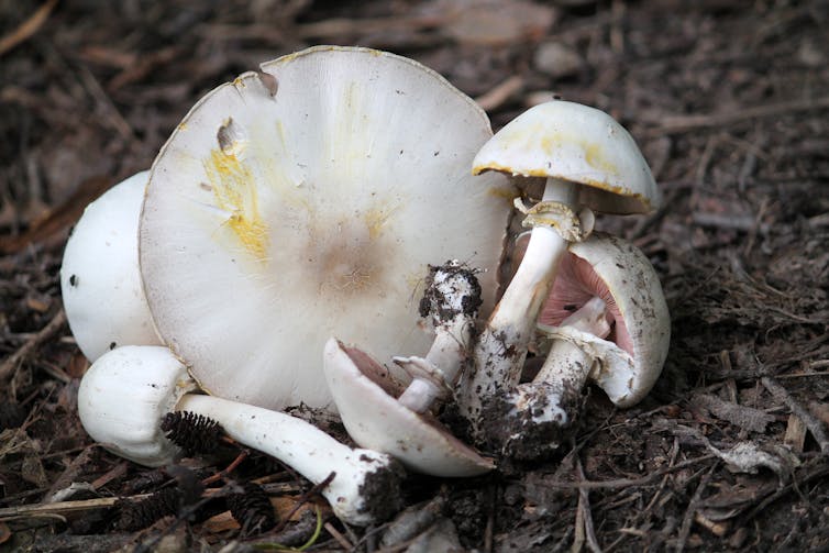 Yellow-staining mushroom
