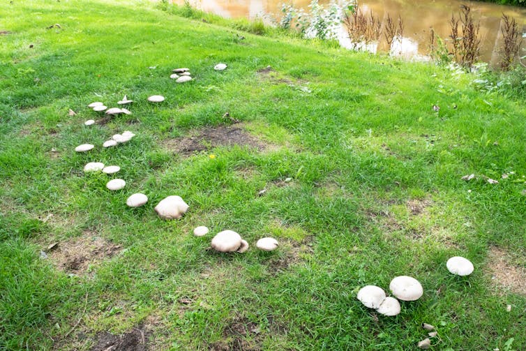 Fairy ring mushrooms