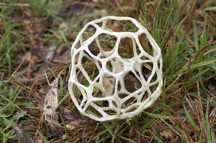 stinkhorn fungus